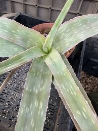 Image result for Aloe veseyi