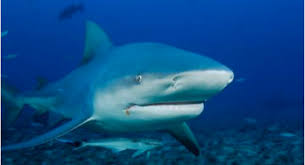 Shark Animal Digestion