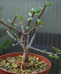 Image result for Oxygonum buchananii
