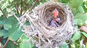 Pada suatu hari minggu ia memang datang dan aku sempat ngobrol dengan nani. Anak Burung Merbah Kapur Di Belakang Rumah Youtube