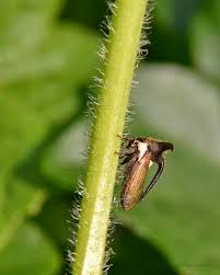 Image result for Oxyrhachis