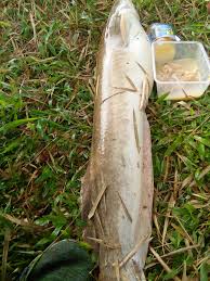 Daging ayam kisar (kukus) perisa greenbait soya oil red fishing powder(dedak merah). Umpan Ikan Keli Salam Strike Untuk Pemancing Tegar Kolam Facebook
