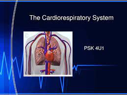 The Cardiorespiratory System Ppt Download
