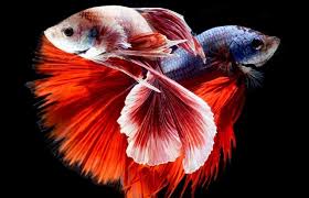 Cupang berkualitas baik akan berharga cukup mahal, biasanya ini akan diikutkan dalam berbagai macam kontes. Cara Budidaya Ikan Cupang Mudah Dan Berhasil Kabartani