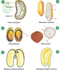 Merupakan perkecambahan dimana kotiledon biji terangkat dari tanah ketika biji berkecambah. Struktur Benih Pembahagian Dan Kepentingan Buah Dan Biji