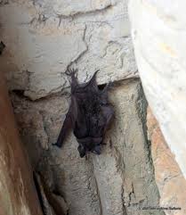 Image result for Orthochilus mechowii