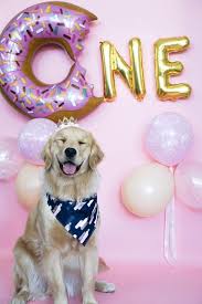 Dog Birthday In 2020 Alles Gute Zum Geburtstag Madchen Hund Geburtstag Geburtstagskuchen Fur Hunde