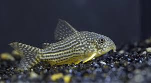 50 Best Freshwater Aquarium Fish Build Your Aquarium