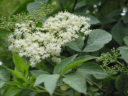 What to do with elder flowers. Elder Sambucus Nigra How To Identify Elder A Guide From Tcv