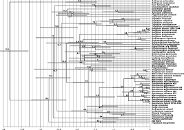 Image result for Eriochrysis pallida