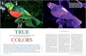 See what i did there? True Colors How Birds See The World