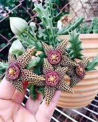 Image result for Duvalia polita