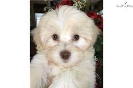 Read this page to understand how to purchase one of our owner rebecca bice of texas teacups is a texas licensed dog breeder #364. Malti Poo Maltipoo Puppy For Sale Near Dallas X2f Fort Worth Texas 60d80ab3 F961 Maltipoo Puppy Maltipoo Puppies For Sale Maltipoo