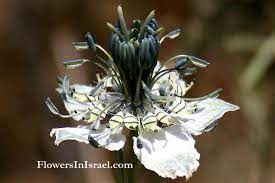 Flora Of Israel Nigella Arvensis
