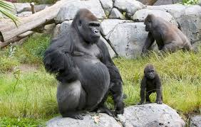 Gorilla trekking is also one of the costliest activities in africa given that the permit to see the rare and endangered mountain gorillas is $400 in congo, $700 in uganda and $1500 in rwanda and this excludes other costs like transport, accommodation etc. Gorilla San Diego Zoo Animals Plants