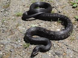 Black And Yellow Snake Texas Black Rat Snake Snake Facts And Information Black Rat Rat Snake Snake