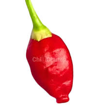 Image result for Capsicum baccatum