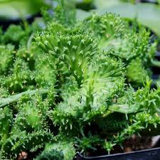 Image result for Euphorbia pfeilii