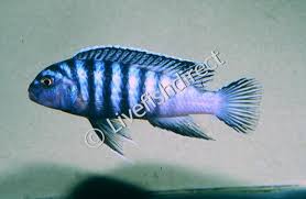 Image result for Aptosimum elongatum