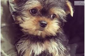 Puppies for sale in michigan will vary in prices due to a number of factors like breeder experience, breed, gender, coat color, and more. Teacup Yorkie Poo Puppies For Sale In Michigan Pets Lovers