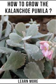 How To Grow The Kalanchoe Pumila Succulent Plant Planting Succulents Plants Types Of Succulents