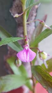 Image result for Afrohybanthus afer