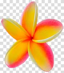 Page 2 Frangipani Flower Transparent Background Png Cliparts Free Download Hiclipart Find images of flower png.