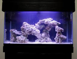 Reef Aquascaping Ideas Aquascape Ideas In 2020 Reef Aquascaping Reef Tank Aquascaping Saltwater Tank