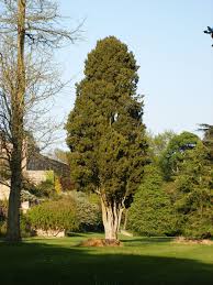 Image result for Cupressus sempervirens