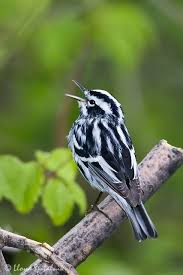 Black And White Striped Bird Feather Black And White Warbler Wild Birds Pretty Birds Beautiful Birds