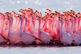 However, in time, the bird began to feel the affects of. 10 Real Life Counterparts Of Legendary Creatures Beings Toptenz Net