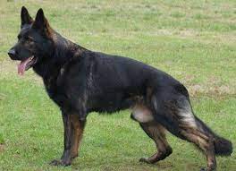 I Decided To Make This Line Of The German Shepherd Mainly Because Well I Love This L Black Sable German Shepherd German Shepherd Dogs German Shepherd Puppies