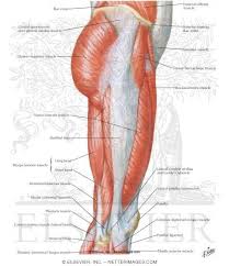 Anatomy Of The Thigh And Hip Muscles Of Hip And Thigh Lateral View Netter Medical Images Hip Anatomy Leg Muscles Anatomy Thighs