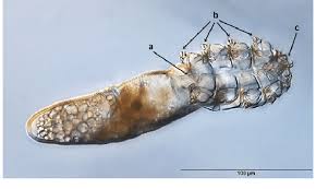 Image result for Demodex brevis