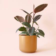 Image result for Ficus elastica