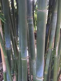 Image result for Bambusa