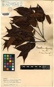 Image result for Vepris fanshawei