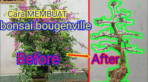 Cara membuat bonsai bunga kertas. Cara Membuat Bonsai Bougenvile Bunga Kertas Youtube