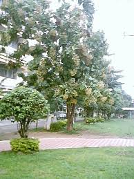 Nama lain:pokok kenikir,king salad,inta berayun. Ooi S Flora Malaysiana Ver 1 0 Vetegr01a Htm 2002