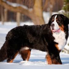 Please verify all information with the seller. Bernese Mountain Dog Puppies For Sale Available In Phoenix Tucson