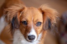 Von hündin zu hündin verschieden, kann die erste läufigkeit auch erst mit 2 jahren eintreten. Laufigkeit Beim Hund 9 Dinge Die Hundehalter Wissen Sollten