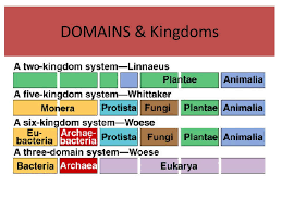 Taxonomy Ch 17 Self Study Video Support An Introduction To Taxonomy Eco Sapien 5 47 Min An Introduction To Taxonomy Taxonomy Life S Filing Ppt Download