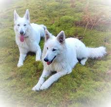 Lies hier alles, was du über seine herkunft und haltung wissen musst. Home 1521040434s Webseite