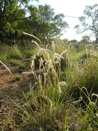 Image result for Ctenium concinnum