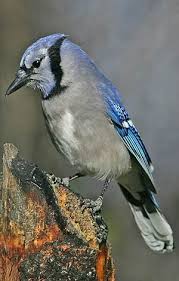 Gray Birds That Look Like Blue Jays Blue Jay Attracting Birds Birds And Blooms Blue Jay Pet Birds Beautiful Birds