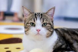 Cute The Two Color Cute Cat Green Eyes And Pink Nose A Cute Cat In The House A Aff Green Eyes Cat Cute Color Ad Cute Cat Cat Greens Green Eyes