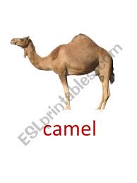 Dry desert areas of southwestern asia, the sahara desert in north africa and along the arabian peninsula in the middle east and indian desert areas. Animals Flashcards Esl Worksheet By Tatyanavm