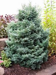 We did not find results for: Fabulous False Cypress Hgtv