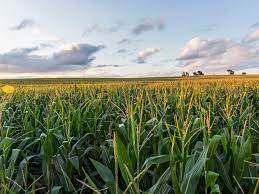 Under an fsa guaranteed loan, you apply to an agricultural lender. The Best Farm Loans For 2021