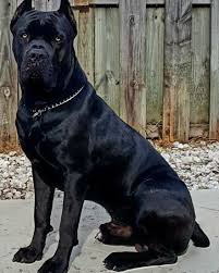 canecorsoeurope comment eduquer son chien en seulement 15 minutes par jour une educatrice professionnelle va vous aider corso dog cane corso dog cane corso